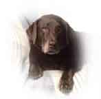 This is Buster, a chocolate Labrador Retriever like Sunbear was. Buster is deeply loved by his Wisconsin family.