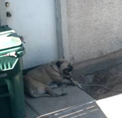 Roxy laying on her concrete bed