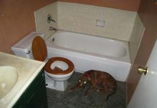 Photo from Paul that showed a dog was living in a bathroom